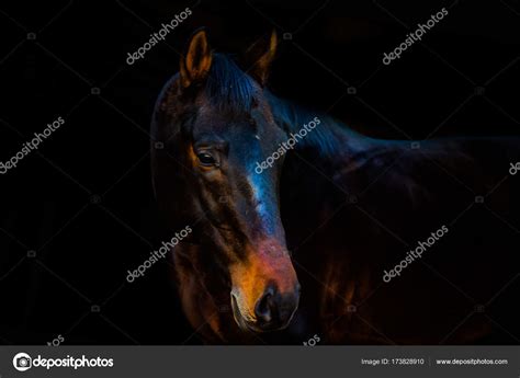 Portraits Of Horses — Stock Photo © Direwty 173828910
