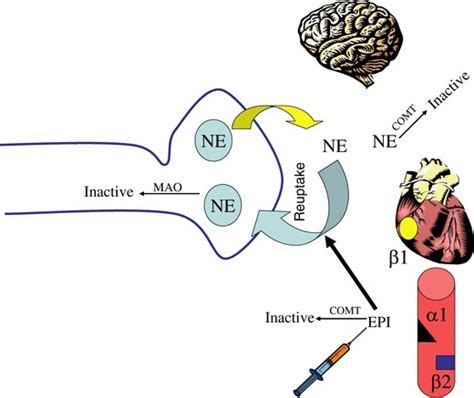 Simple Schematic Of The Adrenergic Neuron With Various Post Synaptic