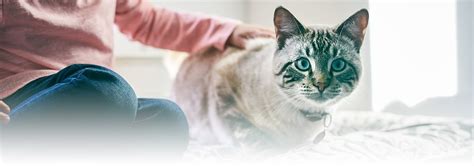 Is Your Cat A Senior Common Signs To Know Hills Pet