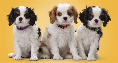 Most vets give puppy shots at 6 weeks, 9 weeks, 12 weeks. How Much Do Vaccines Cost For Puppies - Banfield Pet Hospital®