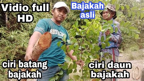 ini dia ciri akar Bajakah yang asli dan ciri daun Bajakah ...