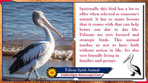 Pelican Spirit Animal Totem Meaning Symbolism And Messages Zsh