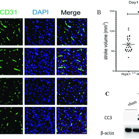 a20 knockdown enhanced ripk1 dependent apoptosis after mcao treatment download scientific