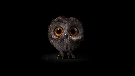Cute Real Owls Wallpaper