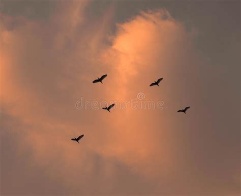 View Of Beautiful Birds Flying In A Sunset Sky With Clouds Stock Image