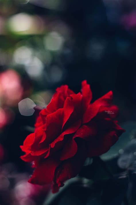 We would like to show you a description here but the site won't allow us. danimarie-photography: " R E D Petals. Society6 ...