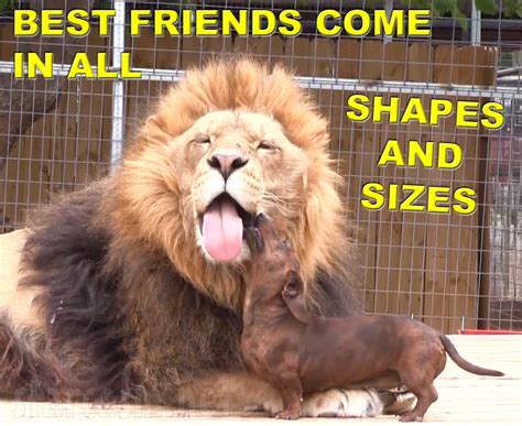 And stood for what he believed in. VIDEO Milo the weiner dog cleans Bonedigger the lion's teeth