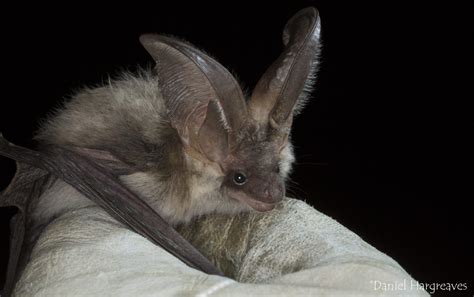 Species Grey Long Eared Bat The Mammal Society