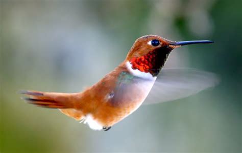 Rufous Hummingbird Northwest Wildlife Preservation Society