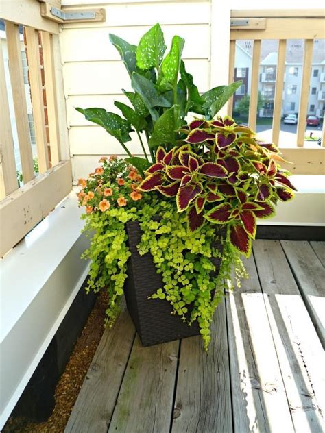 Top Modern Container Gardening Ideas In 2020 Garden Containers