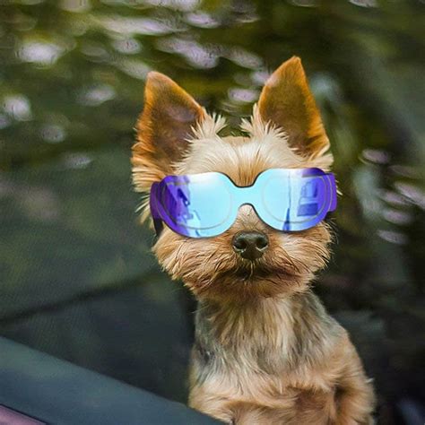 Dog Sunglasses Reviews √ Protective Dog Eyewear And Eyeglasses Dogica
