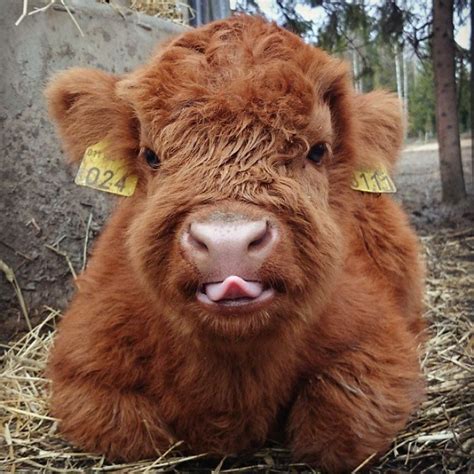 Cute Baby Highland Cattle Calves Cute Baby Cow Baby Cows Fluffy Cows