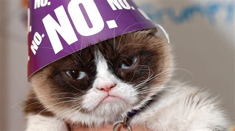 Grumpy Cat Dead At 7 What You May Not Have Know About Meme Star