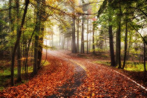 Autumn Road Forest Trees Fog Landscape Wallpapers Hd