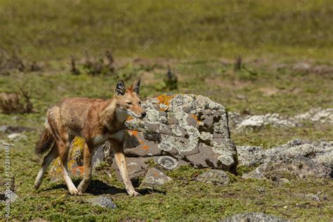 Ethiopian Wolf Canis Simensis Also Know As Abyssinian Wolf Simien