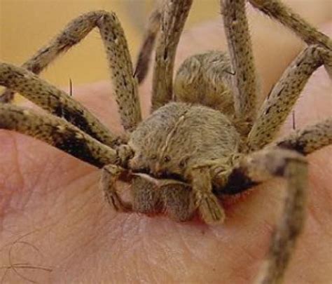 10 Of Africas Scariest Spider Species Spider Dangerous Spiders