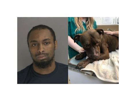 Long Island Man Stabs 2 Pit Bulls Killing 1 Police Hauppauge Ny Patch