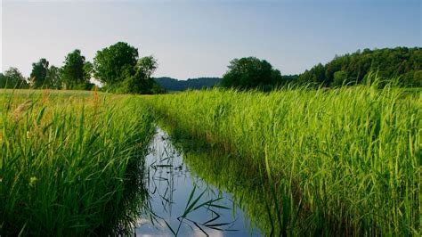 River Between Green Grass Reeds Trees Hd Nature Wallpapers Hd