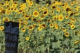 Take This Road Trip To The 5 Most Eye-Popping Sunflower Fields In ...