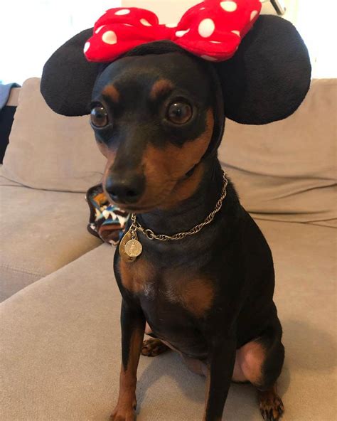 15 Pictures Only Miniature Pinscher Owners Will Think Are Funny Page