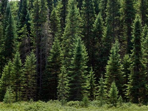 Coniferous Forest Loughrin Creek Algonquin Provincial Park Ontario