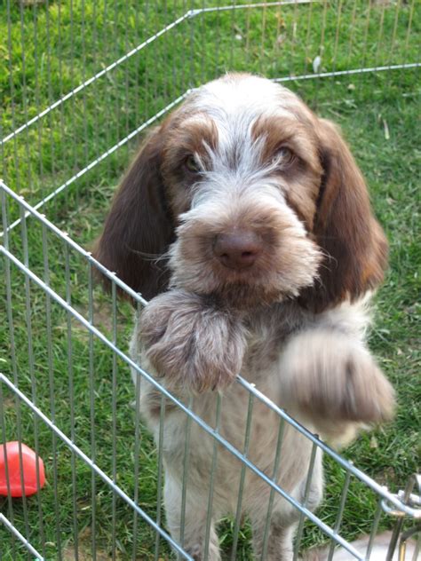 The spinone italiano is an italian breed of hunting dog, traditionally used for tracking, for pointing and for retrieving game. Brown roan Italian Spinone Puppies for sale | York, North Yorkshire | Pets4Homes