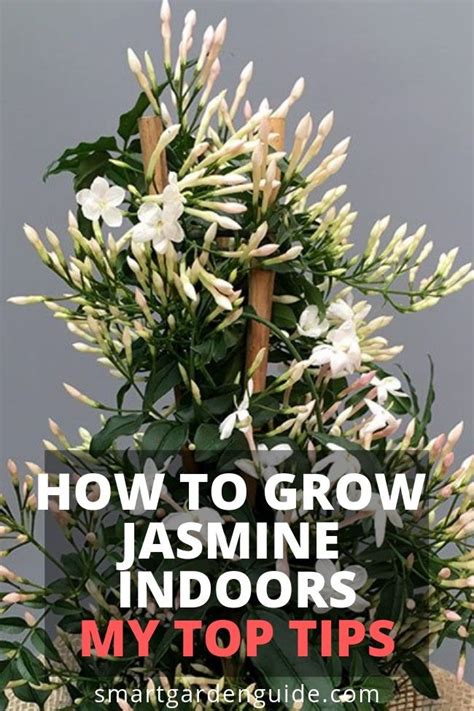 How To Grow Jasmine Indoors Read My Complete Guide To Jasmine Plant