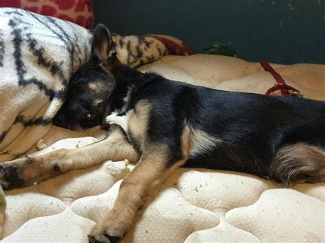 I'm a very important puppy. My German shepherd mix with a border collie - German Shepherd Dog Forums