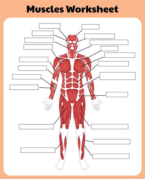 Worksheet Printable Blank Muscle Diagram Printable Blank World