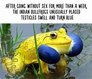 Amazing Animal Facts That Are Almost 100% True - 22 Pics