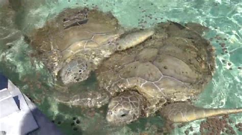 Turtle Farm On Grand Cayman Island Youtube