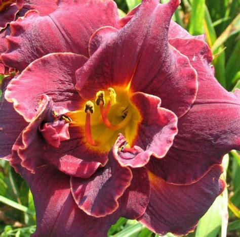 Daylily Double Blooms Deep Red Vodoo Dancer Etsy Norway