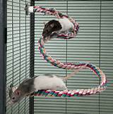 Images of Rat Climbing Rope