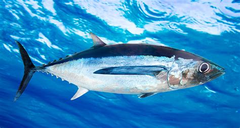 Indian Ocean Albacore Tuna Longline Fip