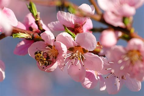 Spring season wallpapers free download. Beautiful Nature Wallpapers with Cherry Blossoms in Spring ...