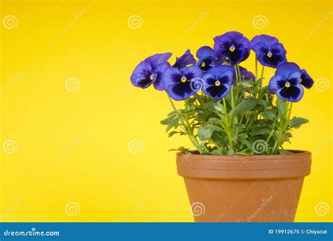 Purple Pansies In A Clay Pot Stock Image Image Of Flower Plant 19912675