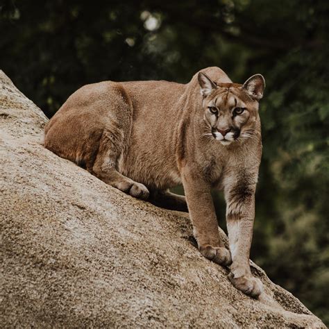 Mountain Lion Sightings In Sonora