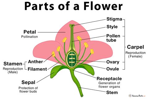 Parts Of A Flower Their Structure And Functions With Diagram