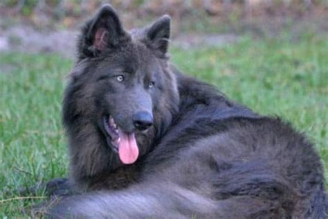 The Unique Rare Blue German Shepherd Dog What Should You Know About