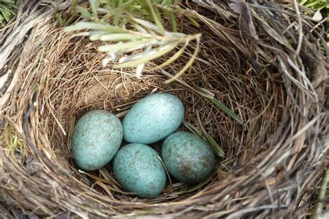 British Bird Egg Identification Chart The Bird House