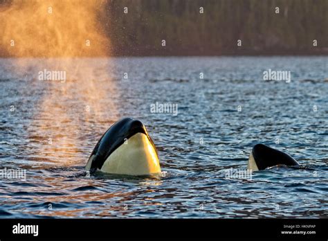 Resident Killer Whale Spy Hopping In Johnstone Strait British Columbia