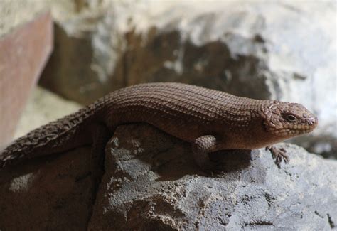 Gidgee Skink Zoochat