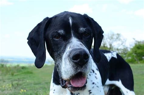 15 Best Pointer Dog Breeds The Guide To Bird Dogs