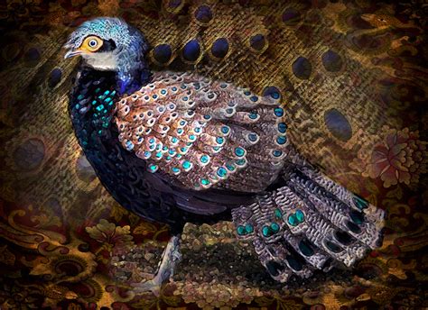 Peacock-Pheasants on Behance