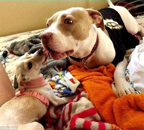 Rescue Pit Bull Helps Other Rescue Dogs Get Ready For