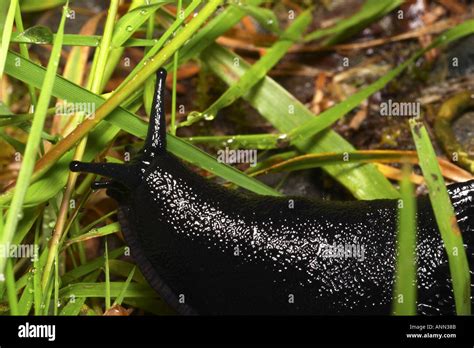 European Black Slug Hoh Rain Forest Olympic National Park Olympic Stock