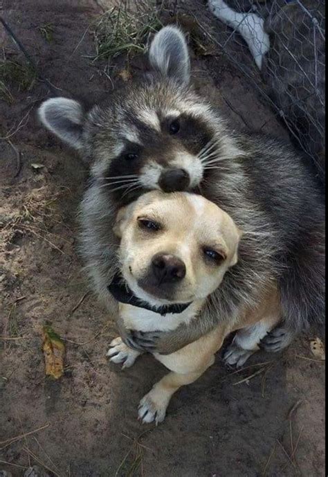 A Raccoon Hugging A Doggo Raww