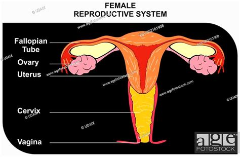 Human Female Reproductive System Including All Parts Fallopian Tube