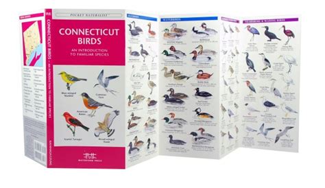 Connecticut Birds A Pocket Naturalist Guide