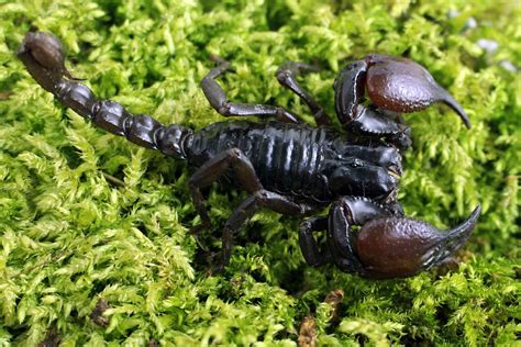 Heterometrus Laoticus Giant Forest Scorpions
